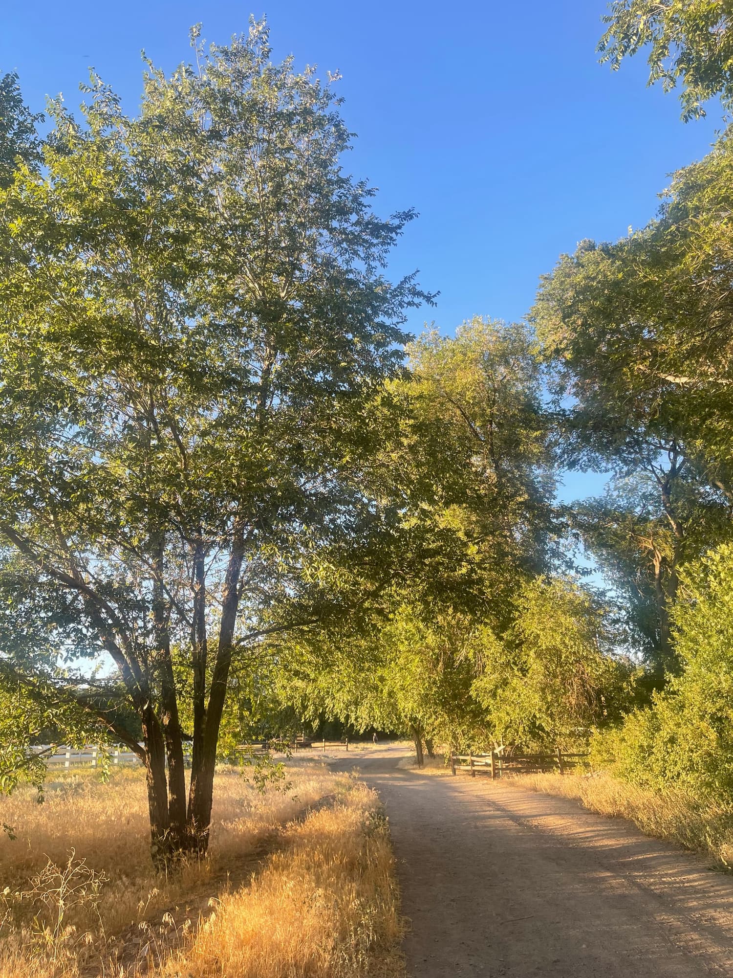 A walking trail through the trees at Bartley Ranch Regional Park