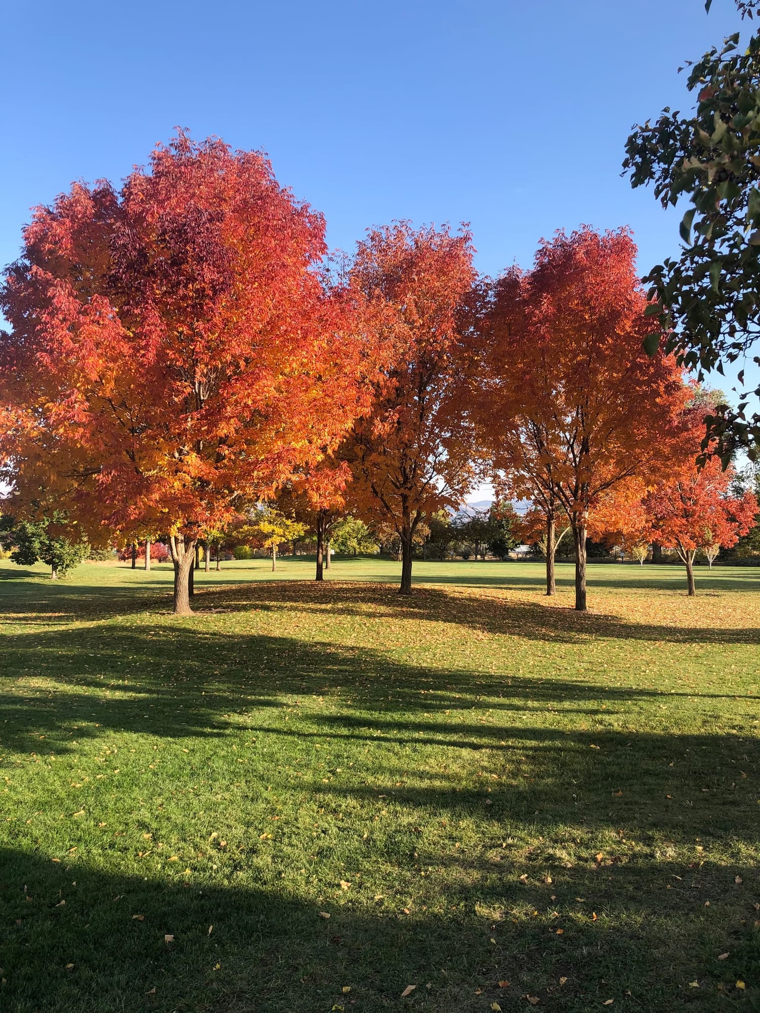 Fall foliage at Huffaker Park