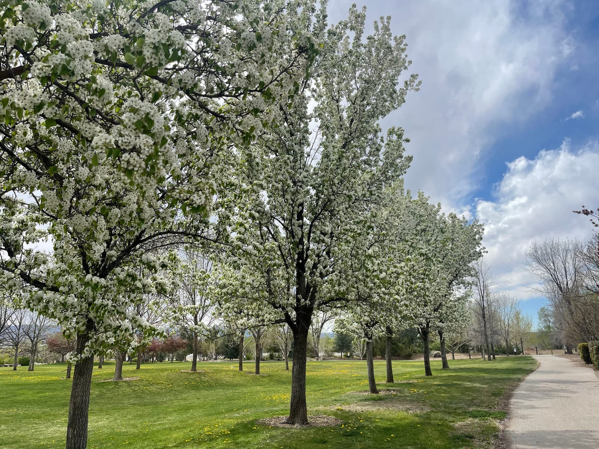 Blossoming trees at Huffaker Park in the spring