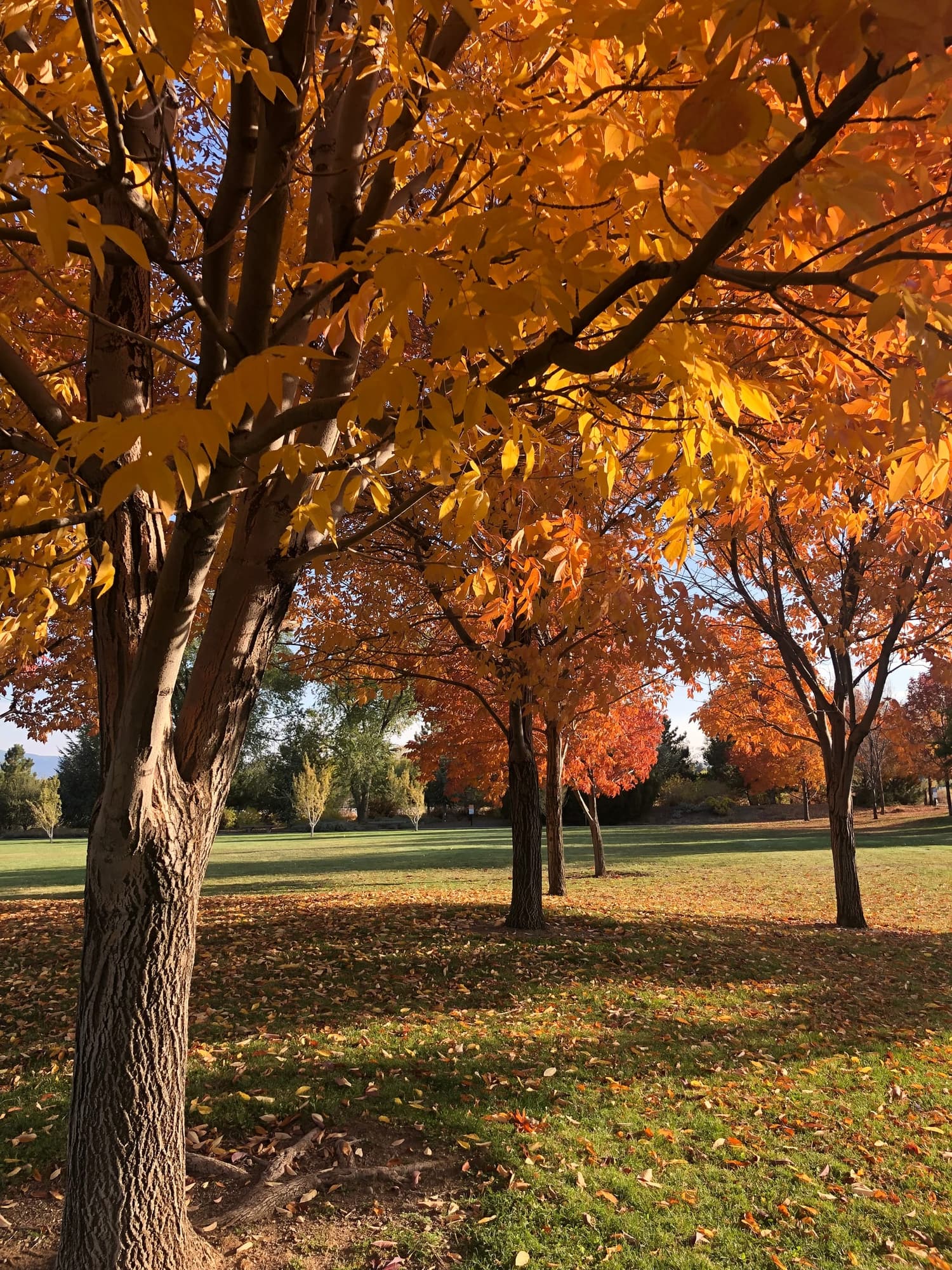 Wheatland Park, which backs up to the Lakeside Lewis neighborhood